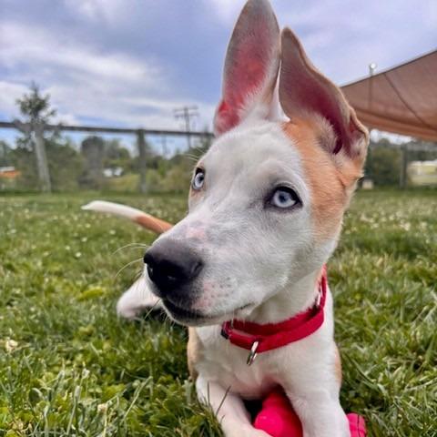 Enlarge Radar, a Adoptable Mixed Breed in Marshall, VA image 4/4