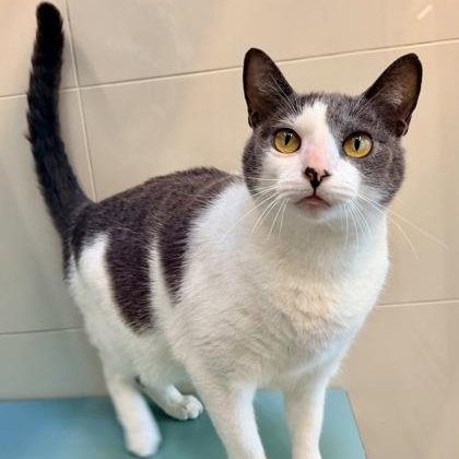 Enlarge Sharkie, a ADOPTABLE Domestic Short Hair in Santa Cruz, CA image 3/4