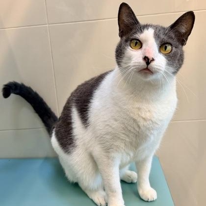 Enlarge Sharkie, a ADOPTABLE Domestic Short Hair in Santa Cruz, CA image 4/4