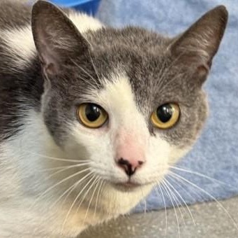 Enlarge Sharkie, a ADOPTABLE Domestic Short Hair in Santa Cruz, CA image 1/4