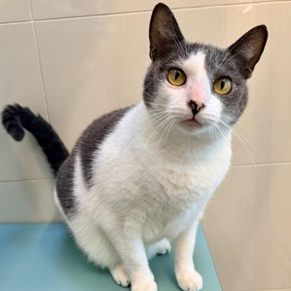 Enlarge Sharkie, a ADOPTABLE Domestic Short Hair in Santa Cruz, CA image 2/4