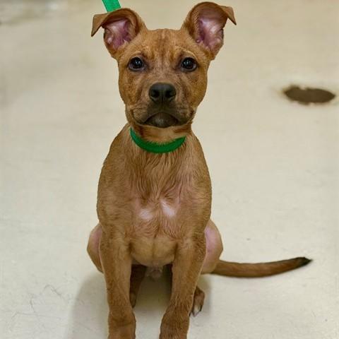 Enlarge Scrappy Doo- 53036, a ADOPTABLE Mixed Breed in Columbia, MD image 1/1
