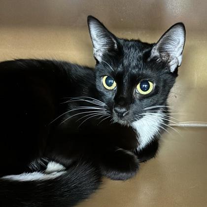 Enlarge Gidget $50, a Adoptable Domestic Short Hair in Seneca, SC image 1/3