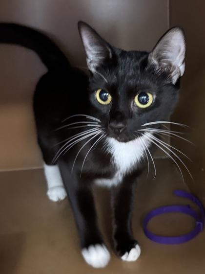 Enlarge Gidget $50, a Adoptable Domestic Short Hair in Seneca, SC image 2/3