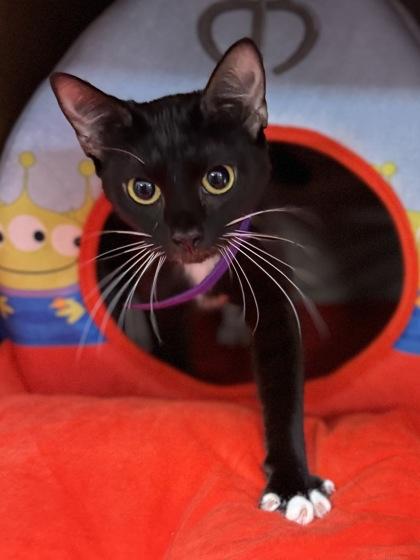 Enlarge Gidget $50, a Adoptable Domestic Short Hair in Seneca, SC image 3/3