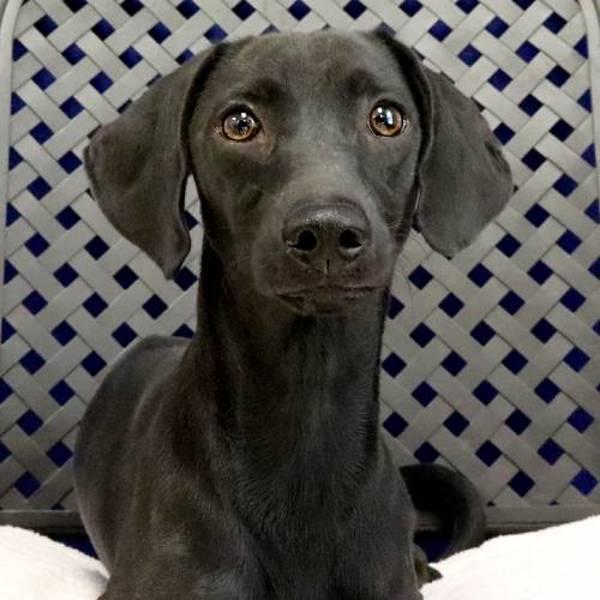 Enlarge Guillermo, a Adoptable mixed breed in Fort Davis, TX image 1/1