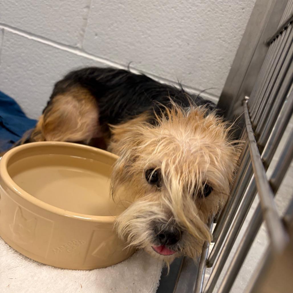 Enlarge Tallulah *Available Soon*, a Adoptable mixed breed in Dover, NH image 1/2
