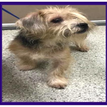 Enlarge Tallulah *Available Soon*, a Adoptable mixed breed in Dover, NH image 2/2