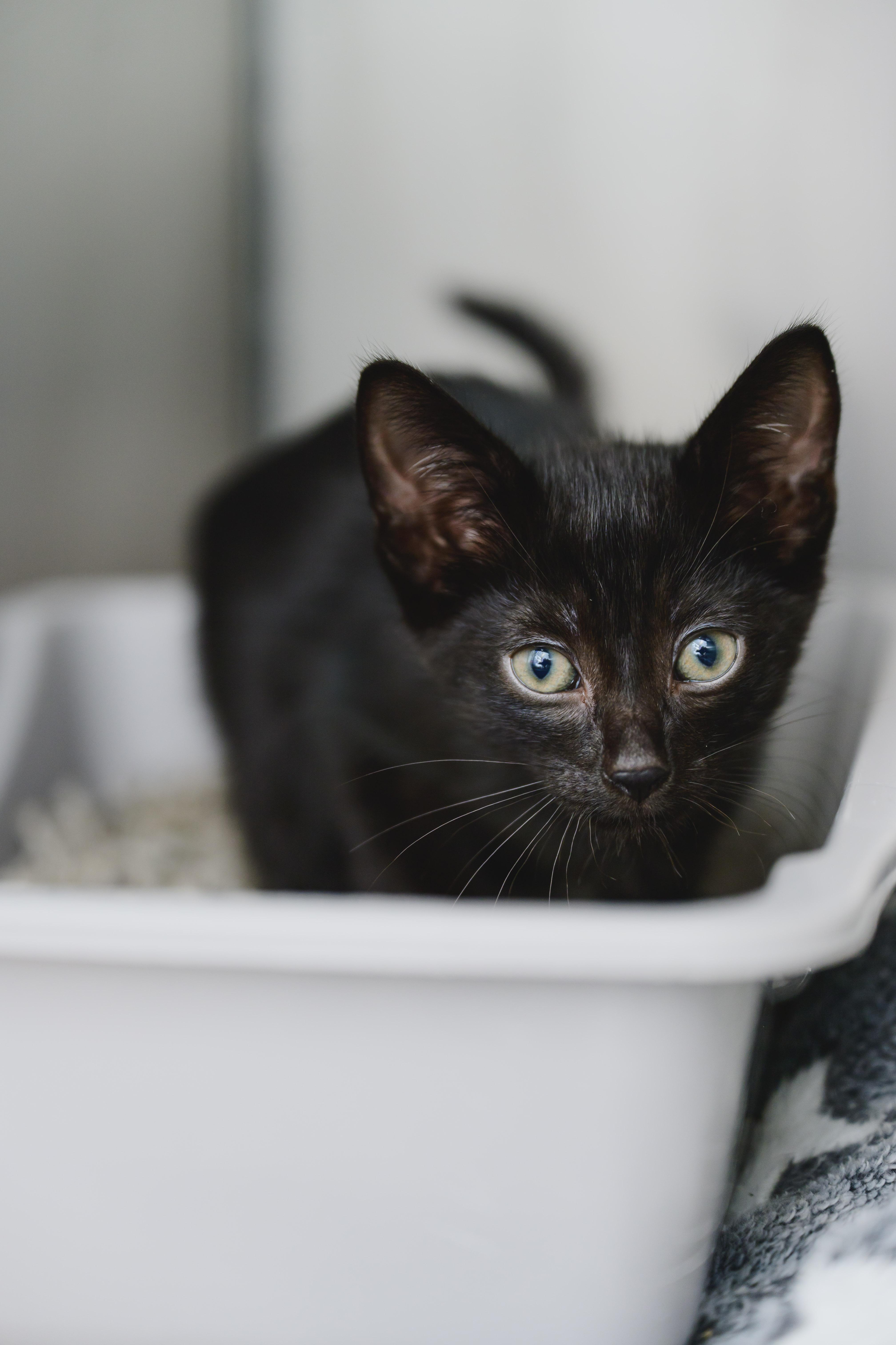 Limp Biscuit, Adopted, Young Male Domestic Short Hair.