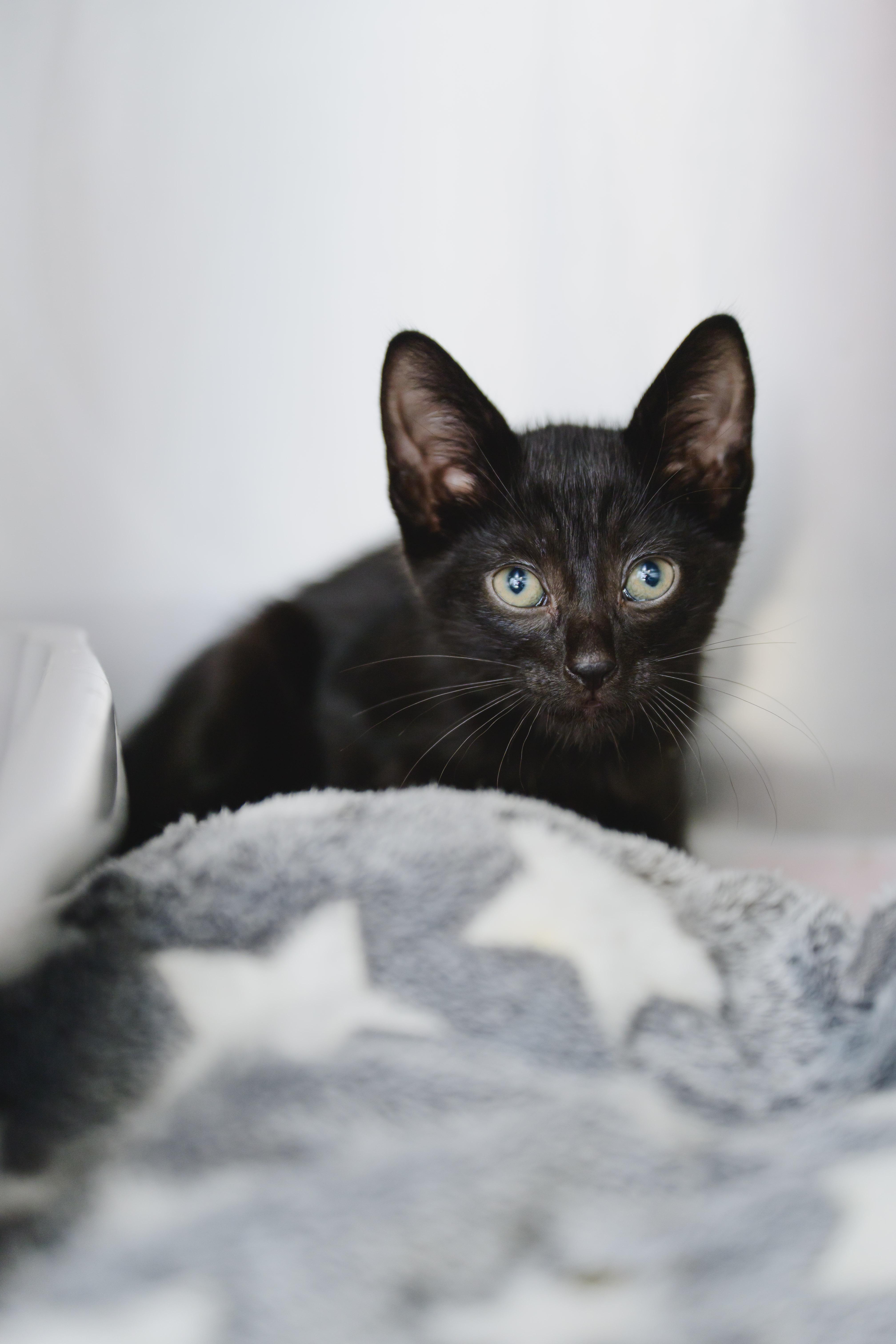 Limp Biscuit, a Adopted Domestic Short Hair in Honolulu, HI image 2/3