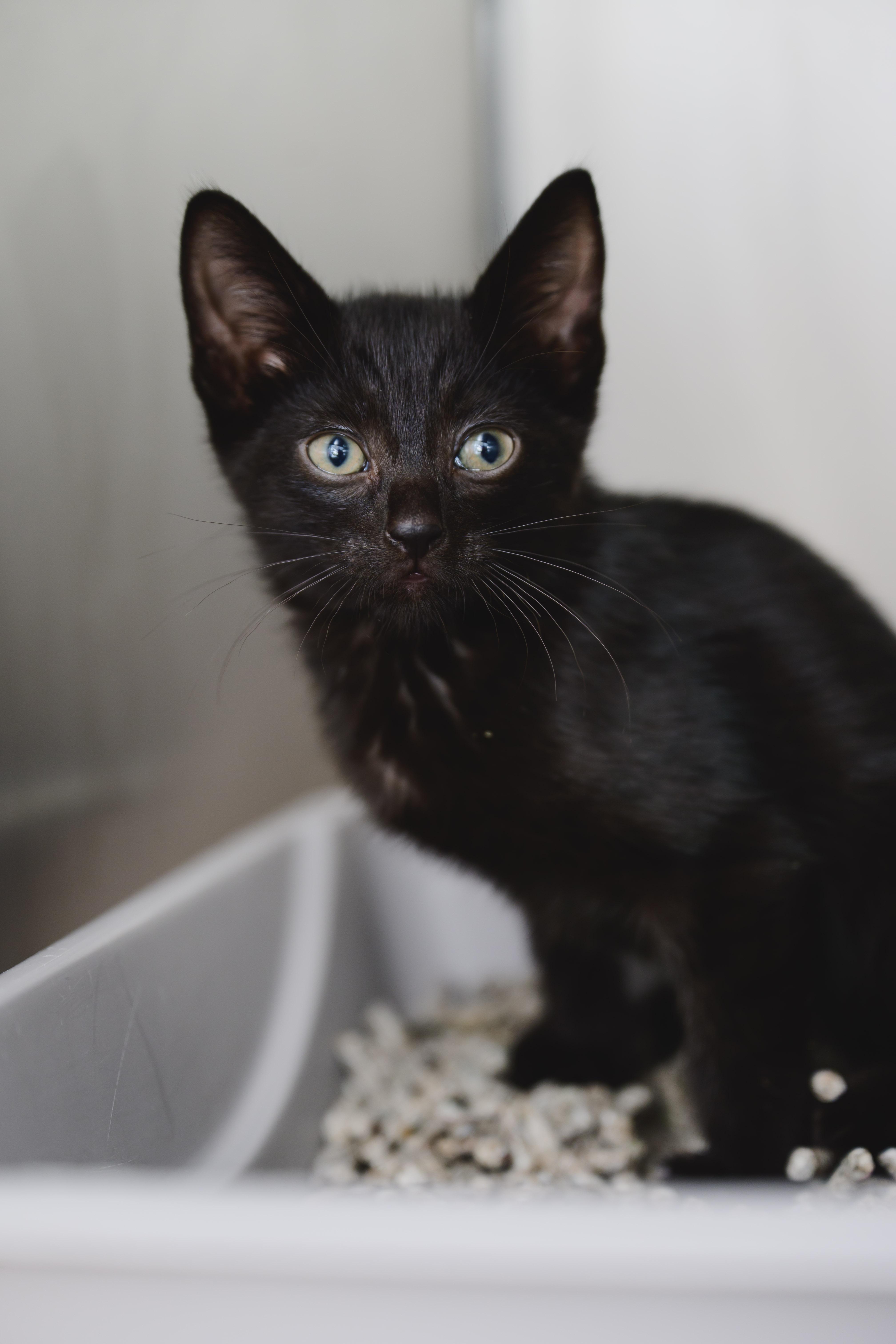 Limp Biscuit, a Adopted Domestic Short Hair in Honolulu, HI image 3/3