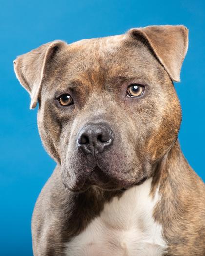 Kratos, a Adoptable mixed breed in Santa Paula, CA image 1/3