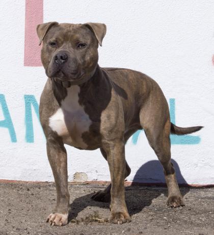 Kratos, a Adoptable mixed breed in Santa Paula, CA image 2/3
