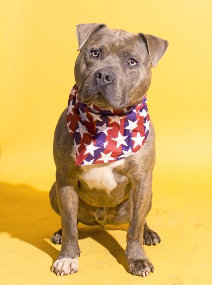Enlarge Kratos, a Adoptable mixed breed in Santa Paula, CA image 3/3
