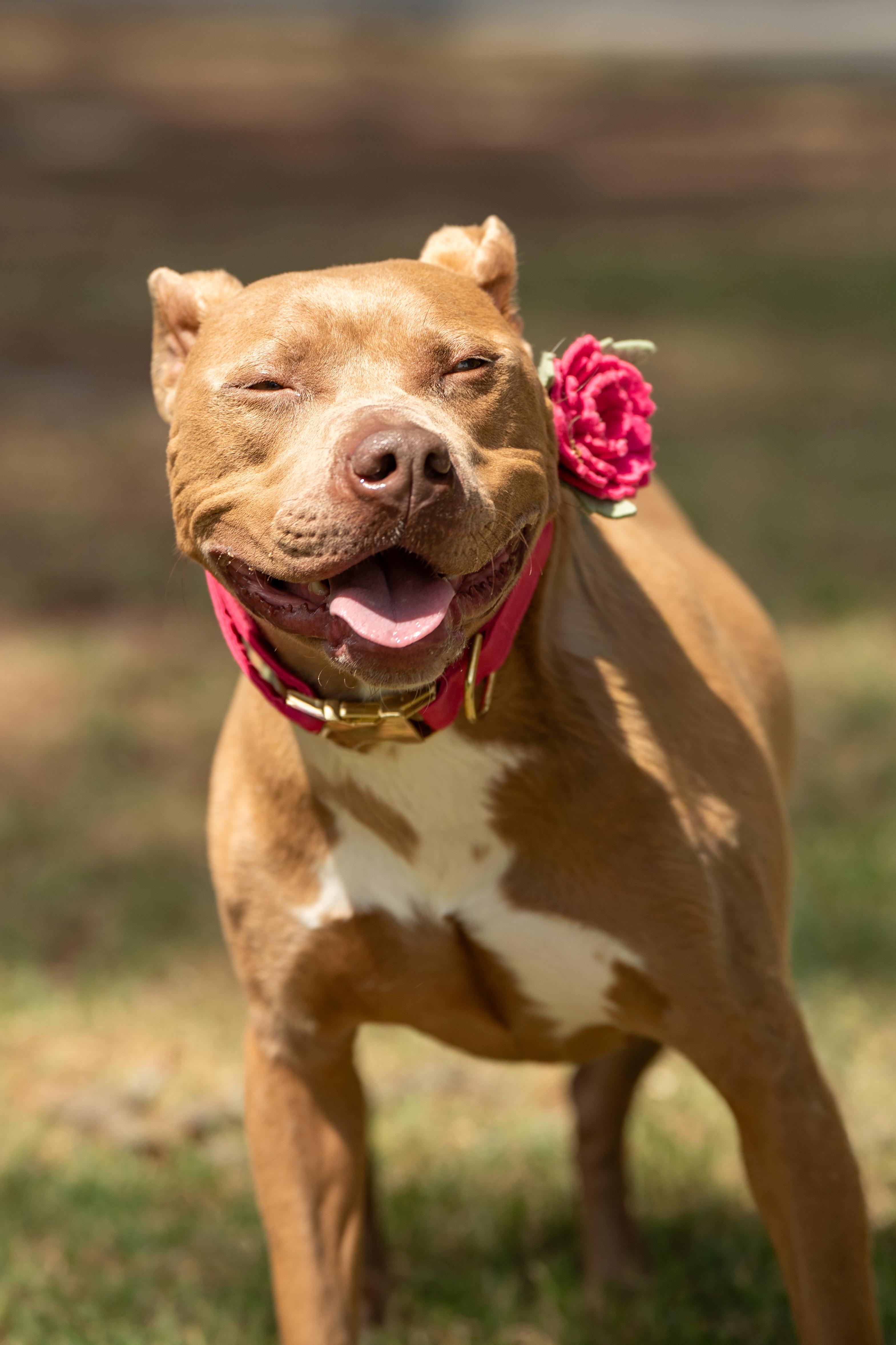 Enlarge Marshmallow, a ADOPTABLE Mixed Breed in Myrtle Beach, SC image 2/4