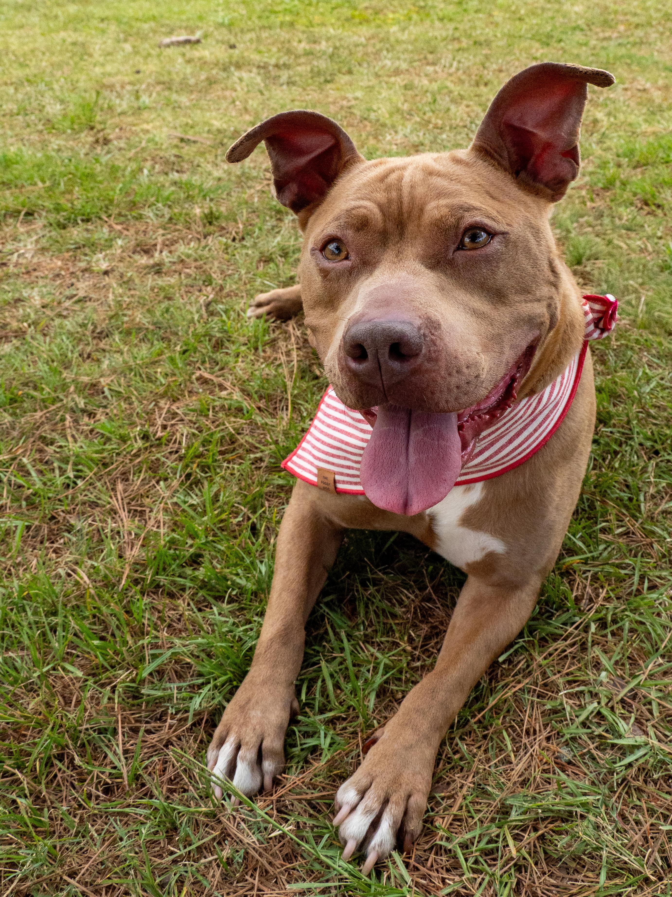Enlarge Marshmallow, a ADOPTABLE Mixed Breed in Myrtle Beach, SC image 1/4