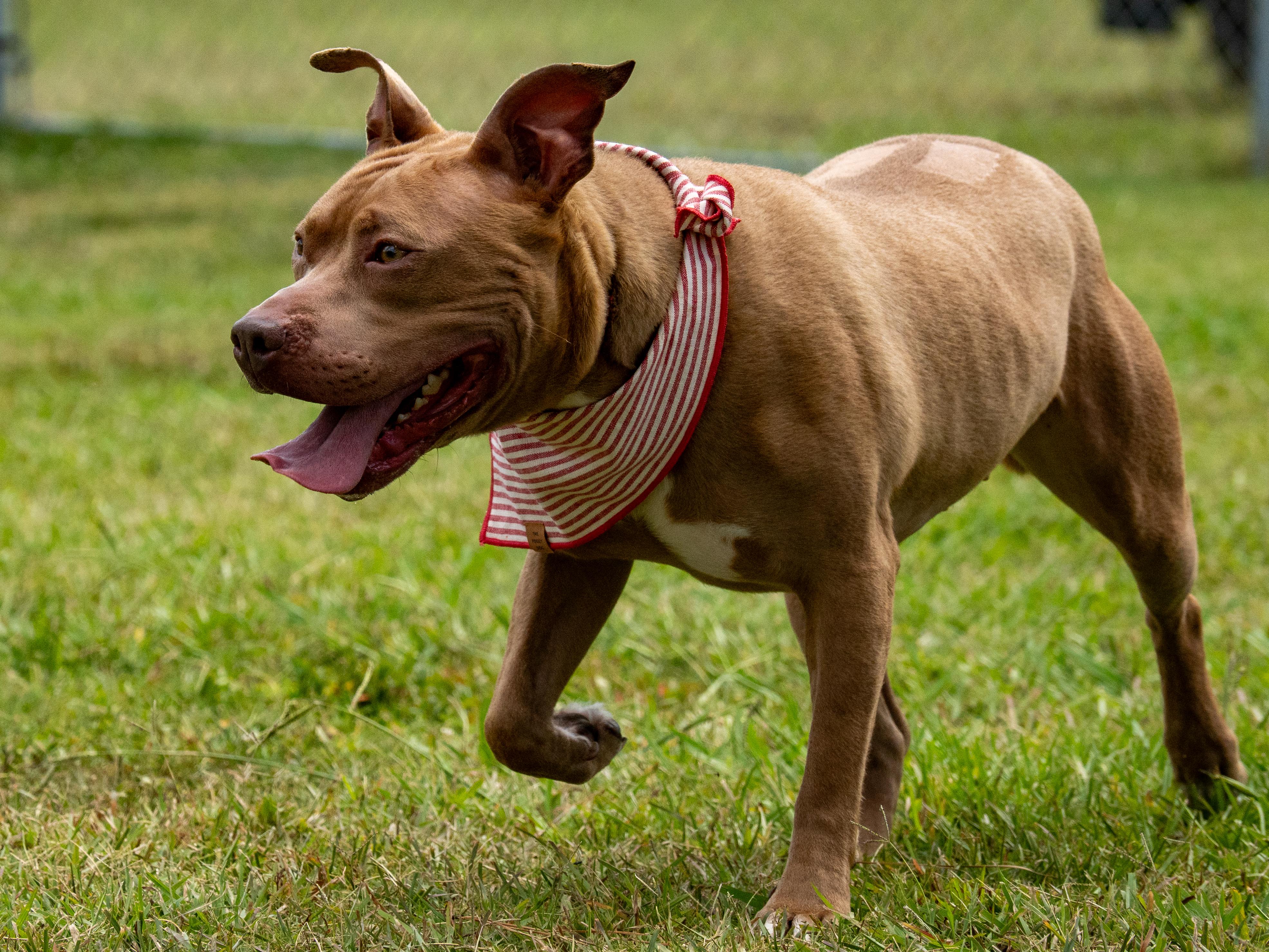 Enlarge Marshmallow, a ADOPTABLE Mixed Breed in Myrtle Beach, SC image 4/4