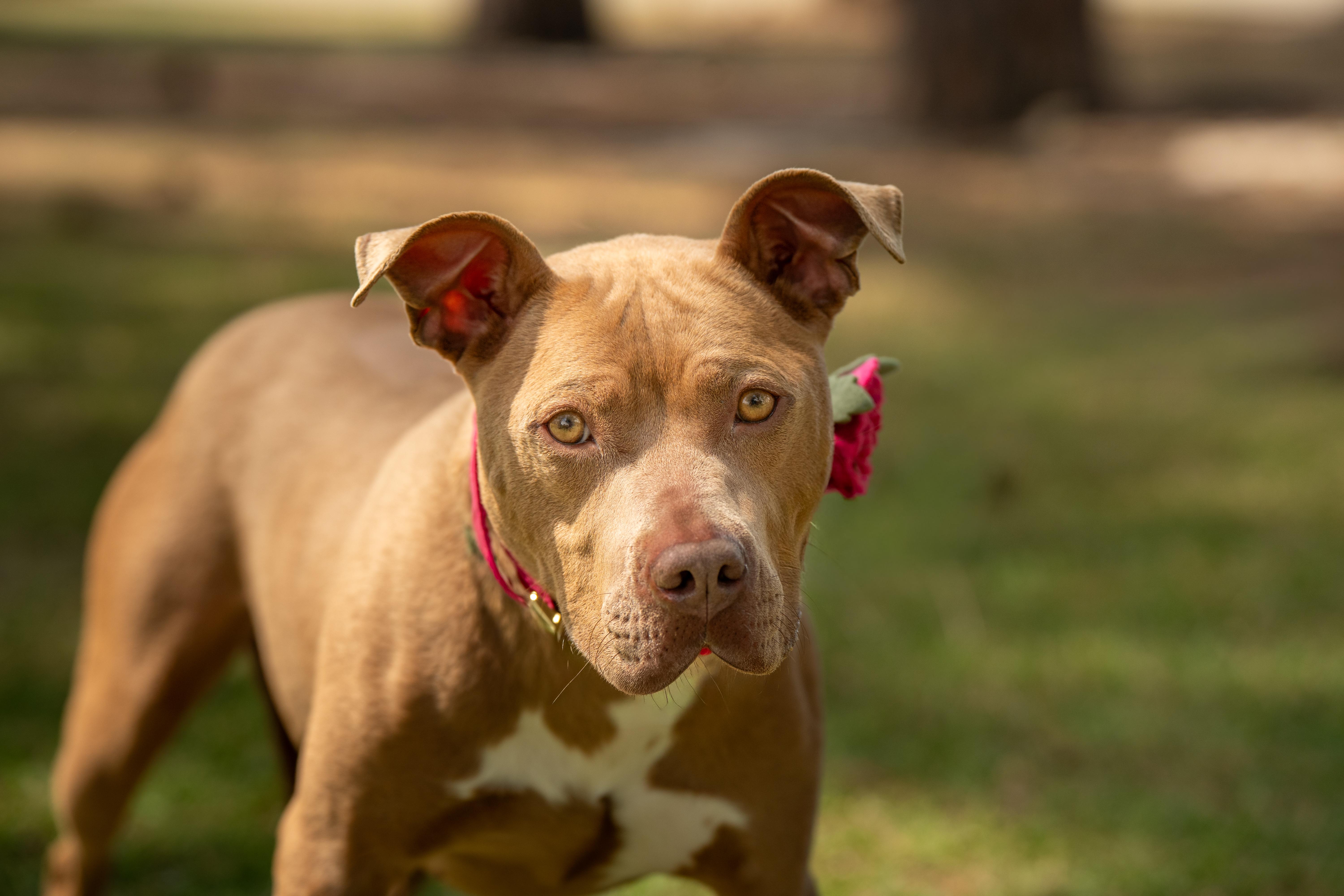 Enlarge Marshmallow, a ADOPTABLE Mixed Breed in Myrtle Beach, SC image 3/4