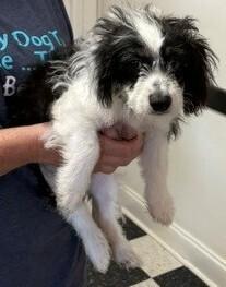 Parson, Adoptable, Puppy Male English Springer Spaniel.