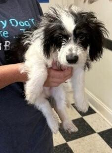 Enlarge Parson, a Adoptable mixed breed in Dawson, GA image 2/2