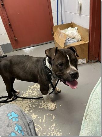 Mario Adult Low Rider Sweet Heart!, adopted, Adult Male American Bulldog.