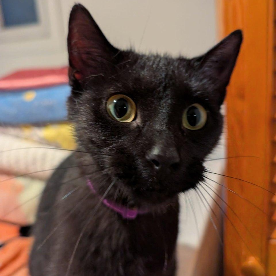 Enlarge Sadie, an adoptable Domestic Short Hair in Montreal, QC image 2/3