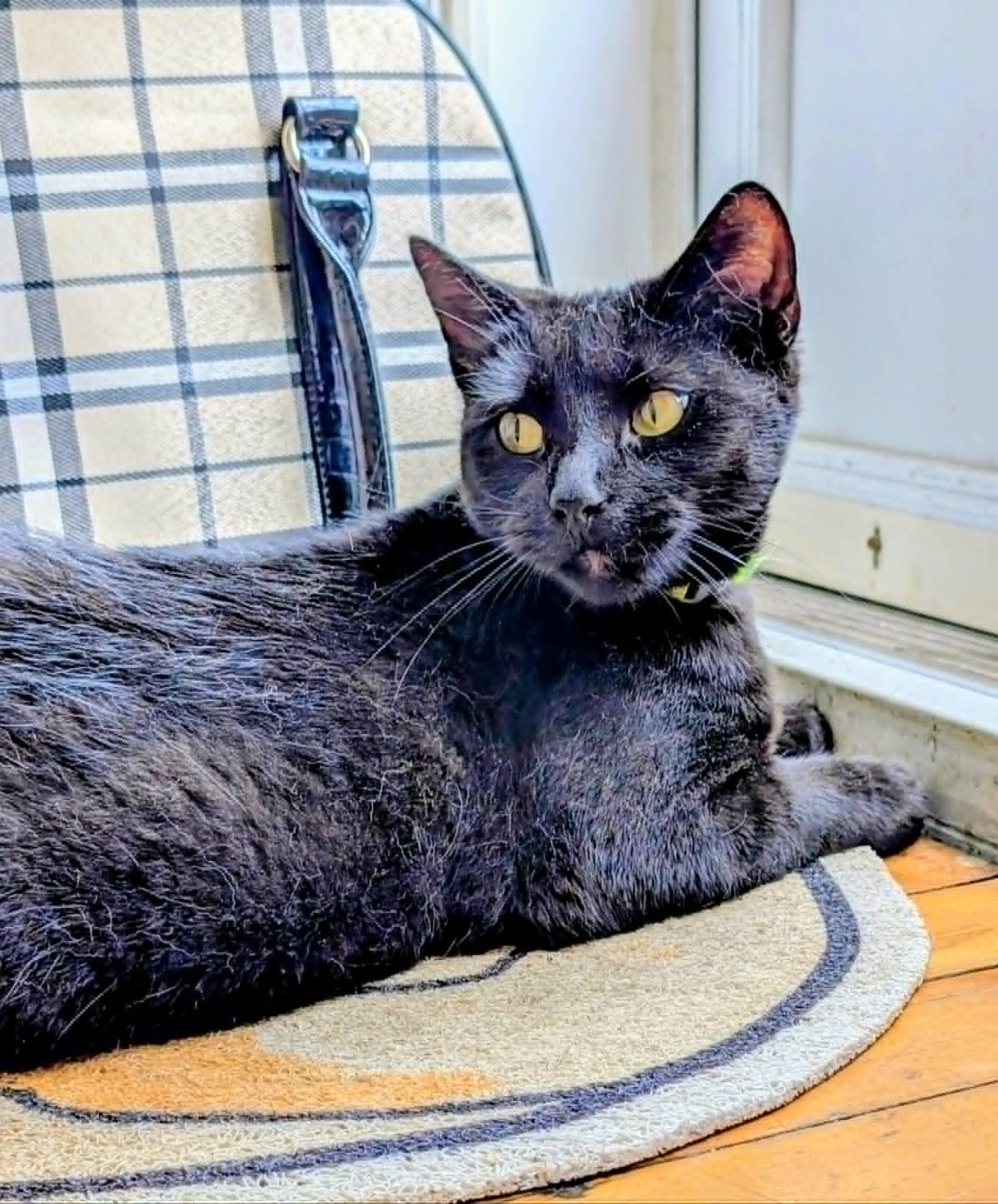 Sadie, adoptable, Young Female Domestic Short Hair.