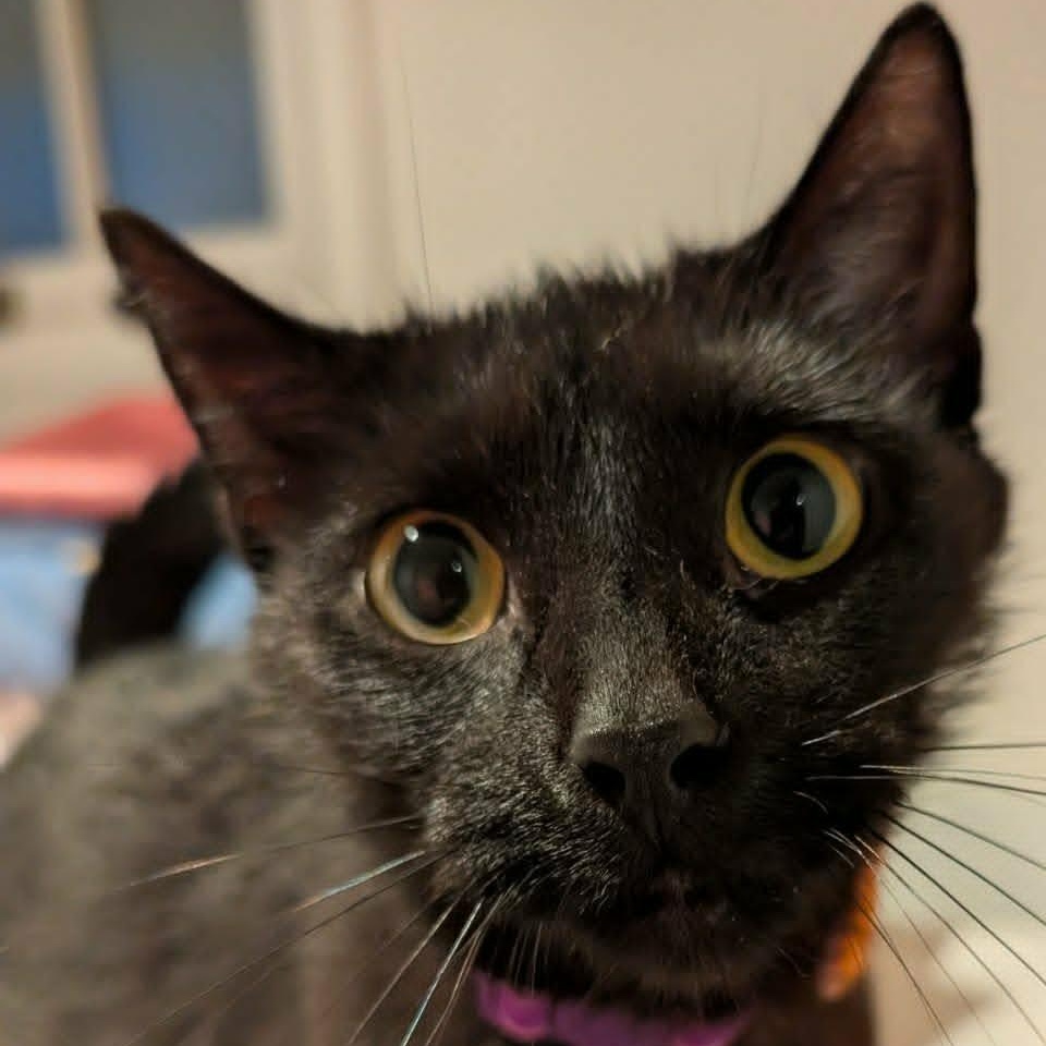 Sadie, adoptable, Young Female Domestic Short Hair.