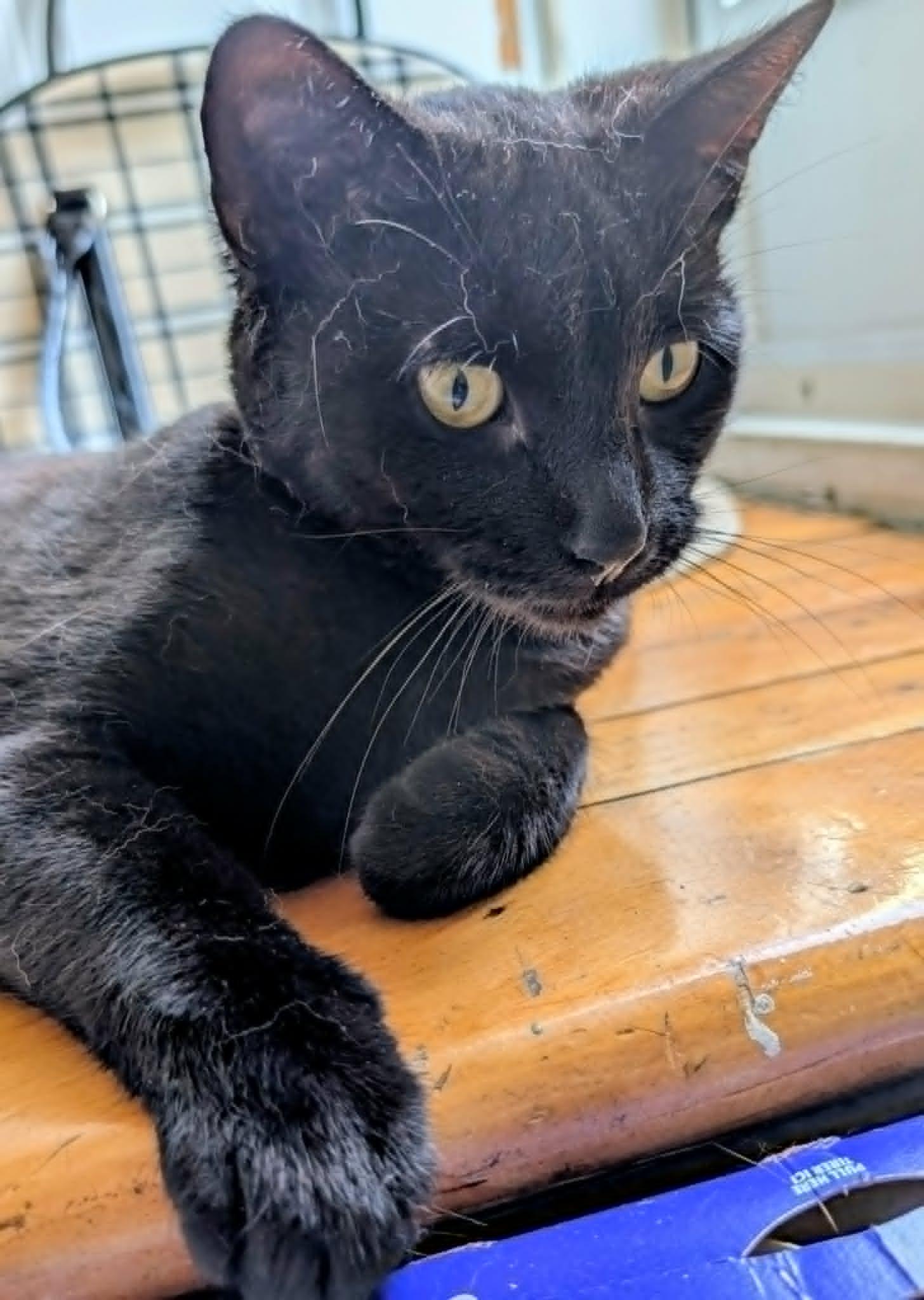 Enlarge Sadie, an adoptable Domestic Short Hair in Montreal, QC image 5/5