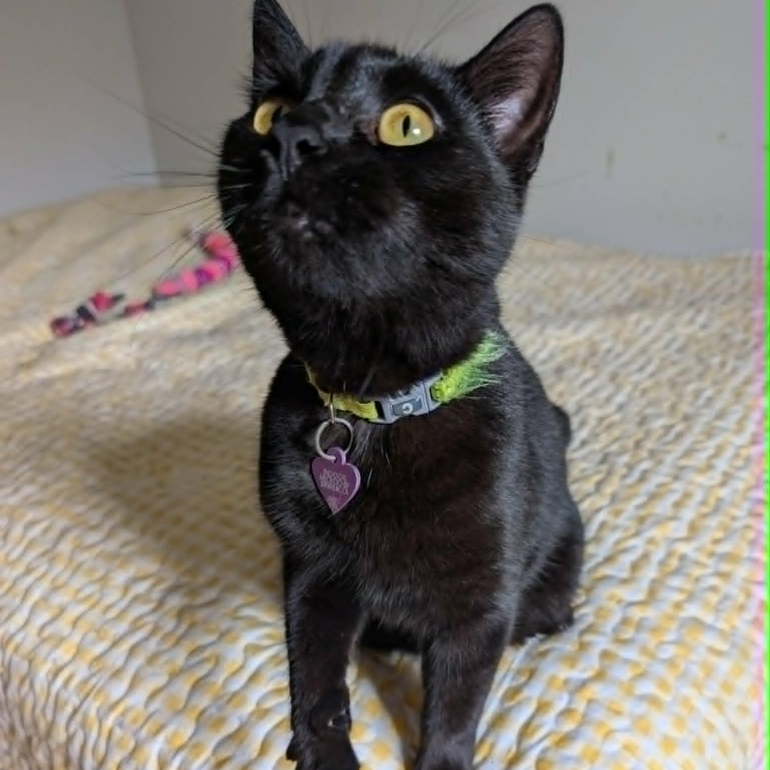 Sadie, adoptable, Young Female Domestic Short Hair.