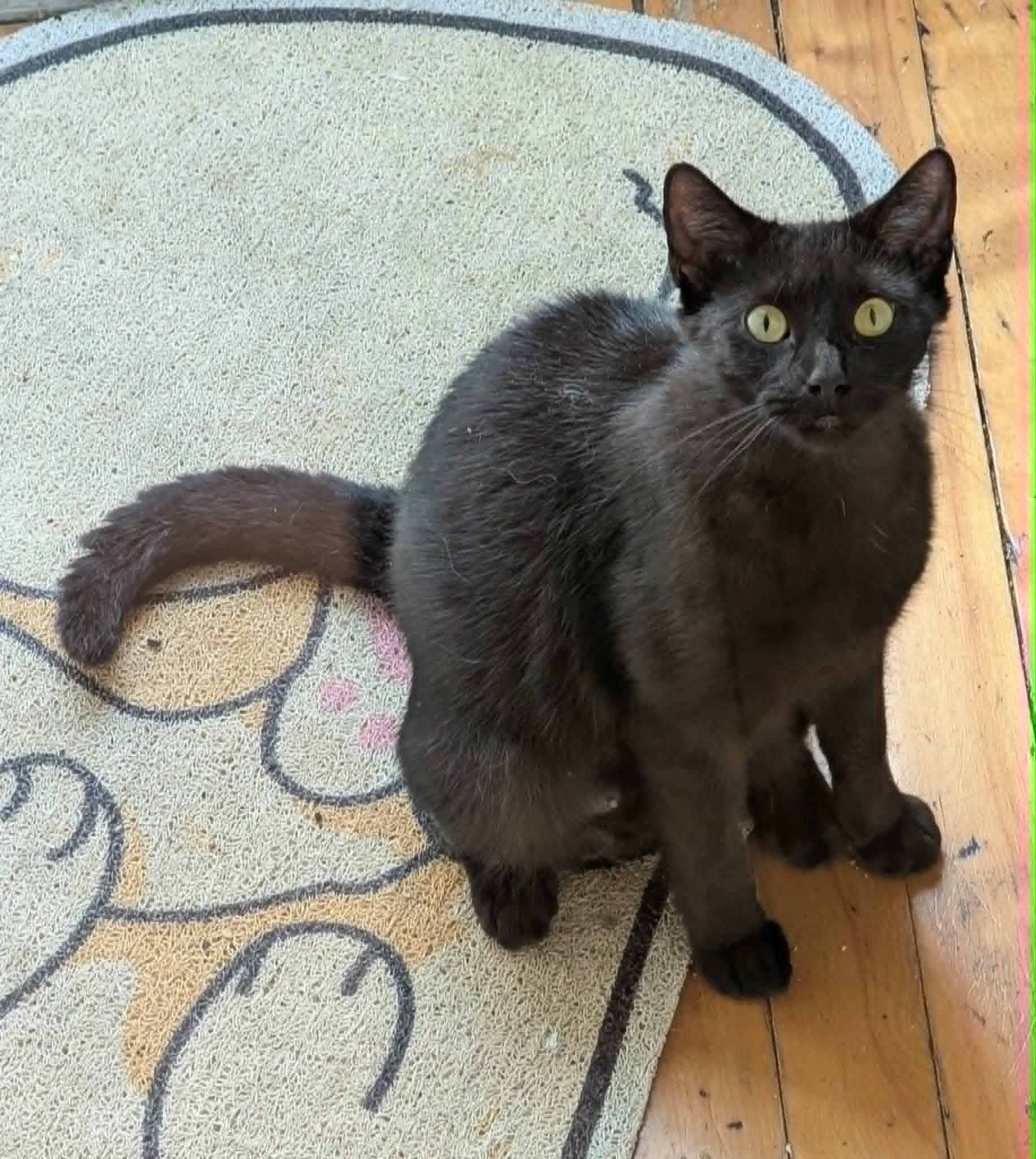 Enlarge Sadie, an adoptable Domestic Short Hair in Montreal, QC image 3/5