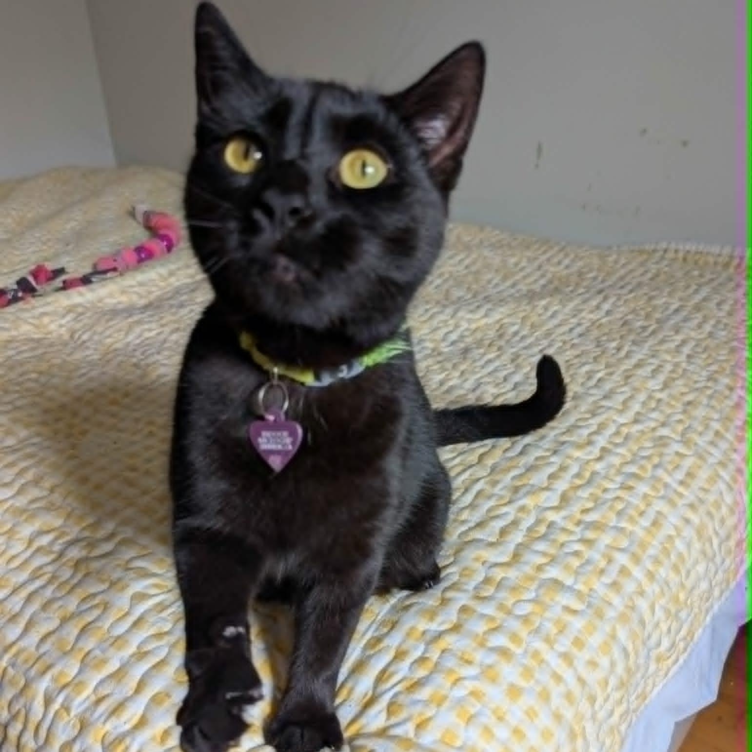 Sadie, an adoptable Domestic Short Hair in Montreal, QC image 6/6