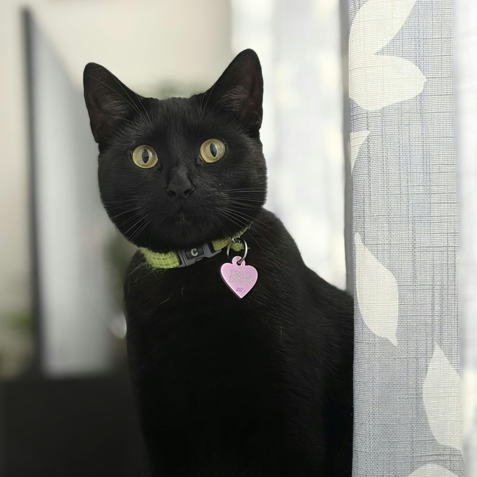 Enlarge Sadie, a Adoptable Domestic Short Hair in Montreal, QC image 1/6