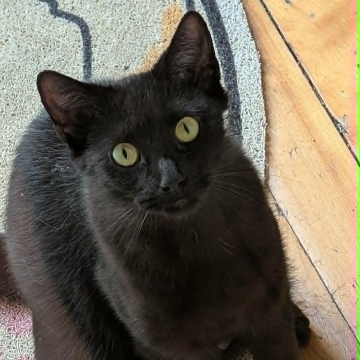 Enlarge Sadie, an adoptable Domestic Short Hair in Montreal, QC image 2/5