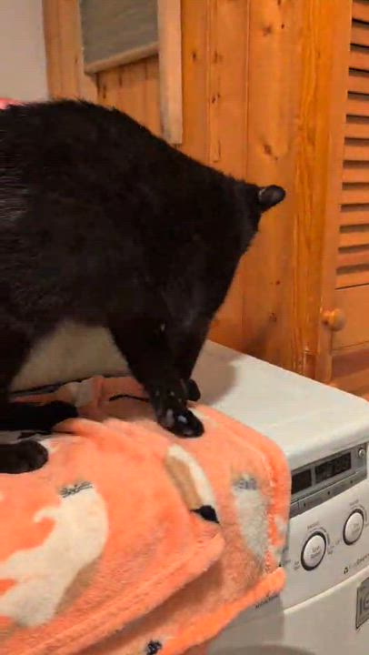 Enlarge Sadie, an adoptable Domestic Short Hair in Montreal, QC video 3/3