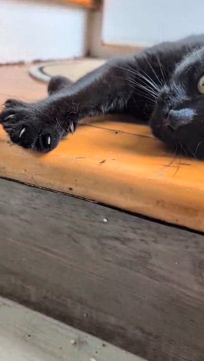 Enlarge Sadie, an adoptable Domestic Short Hair in Montreal, QC video 5/6