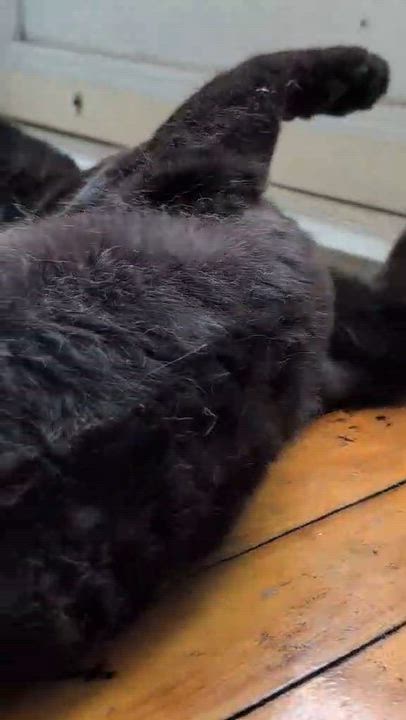 Enlarge Sadie, an adoptable Domestic Short Hair in Montreal, QC video 4/5
