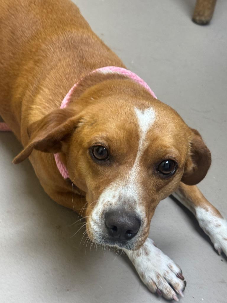 Enlarge SASSAFRASS, a Adopted mixed breed in Crossville, TN image 1/1