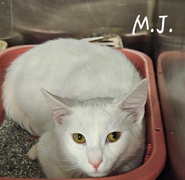 Enlarge M.J., a Adoptable Domestic Short Hair in Davenport, IA image 1/1