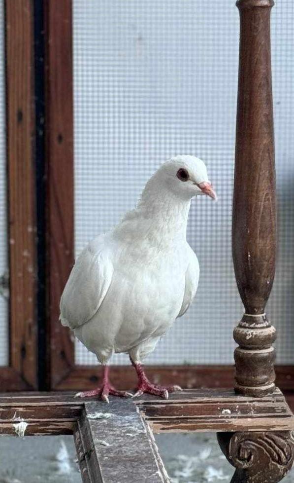 Bumper w/ Latte, Adoptable, Adult Male Pigeon.