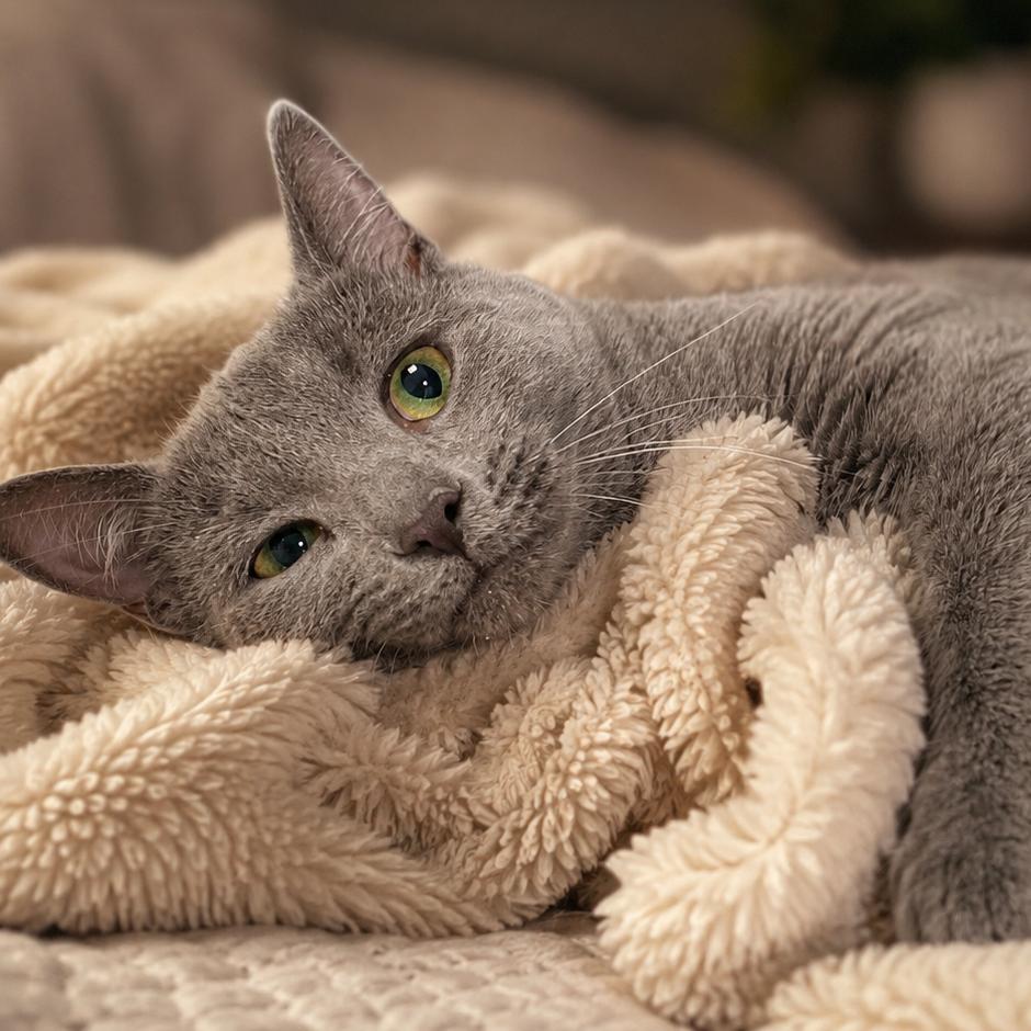 Enlarge Sophia, a Adoptable Domestic Short Hair in Elizabeth City, NC image 1/1