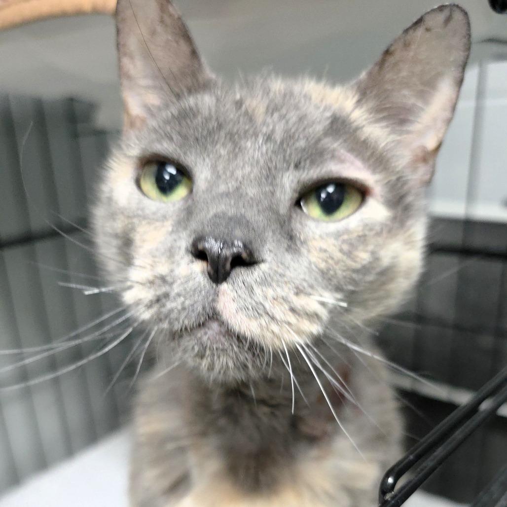 Missy, a Adoptable Domestic Short Hair in Michigan City, IN image 1/3
