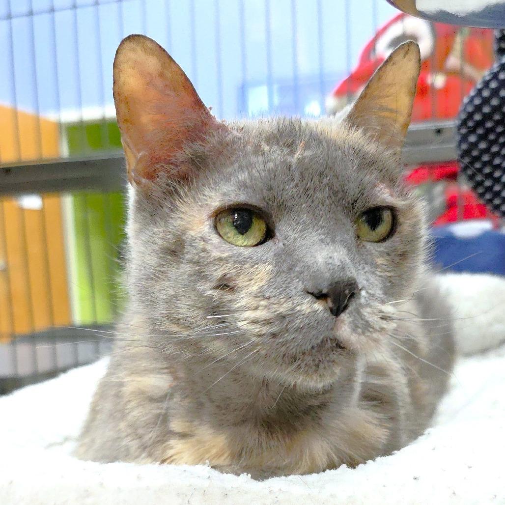 Missy, a Adoptable Domestic Short Hair in Michigan City, IN image 2/3