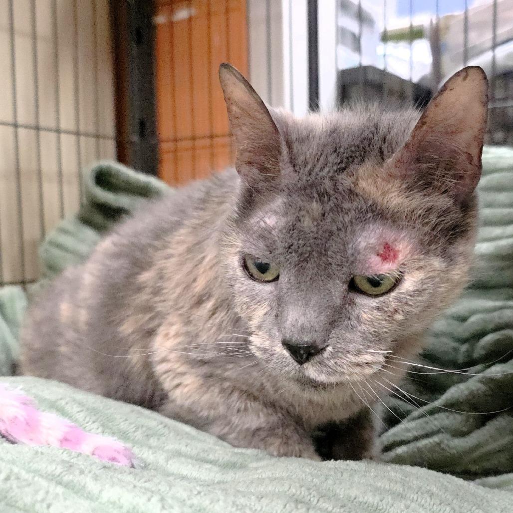 Missy, a Adoptable Domestic Short Hair in Michigan City, IN image 3/3