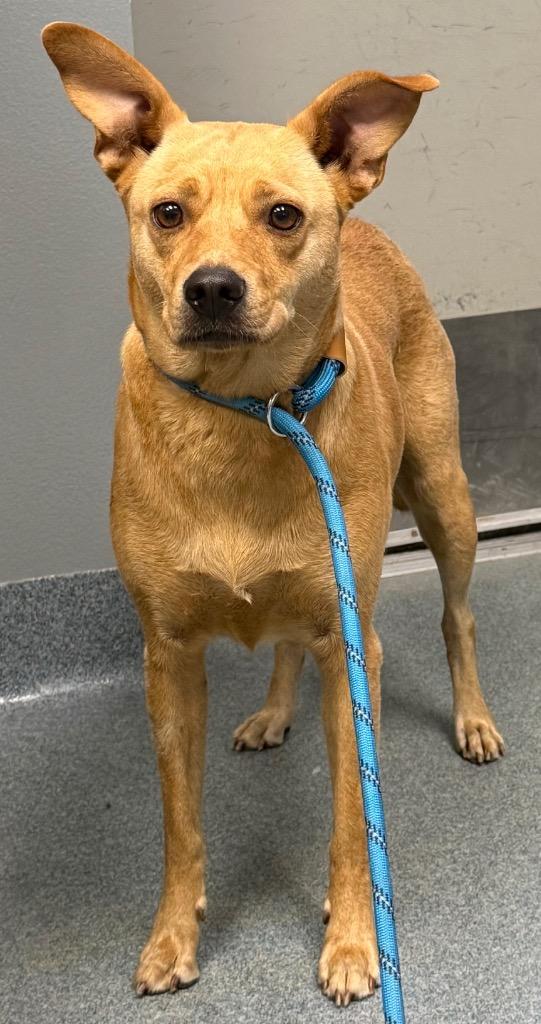 Jackie, Adoptable, Adult Female Mixed Breed.
