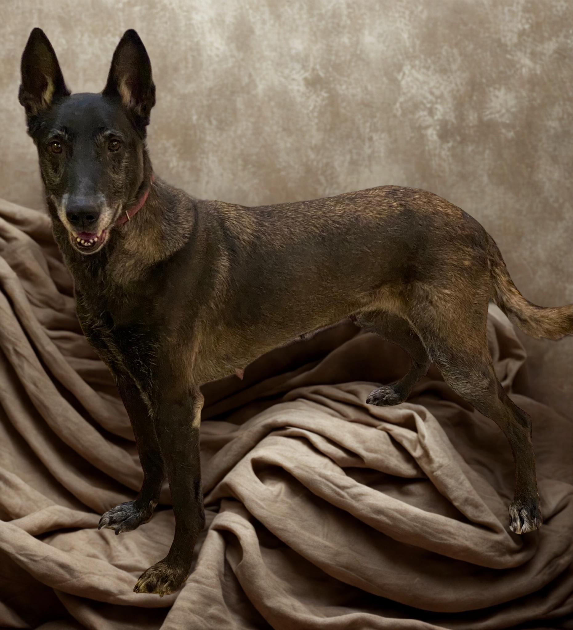 Enlarge Ebony, an adoptable Belgian Shepherd / Malinois in Kuna, ID image 1/1