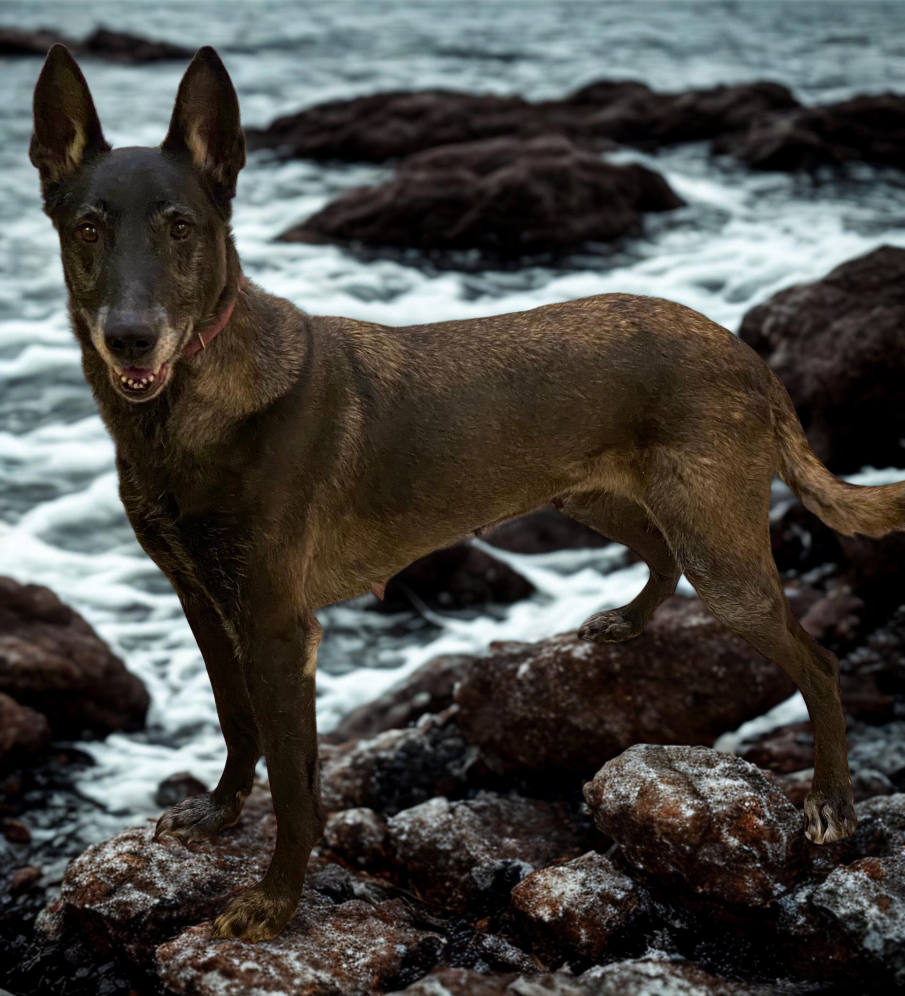 Ebony, ADOPTABLE, Adult Female Belgian Shepherd / Malinois.