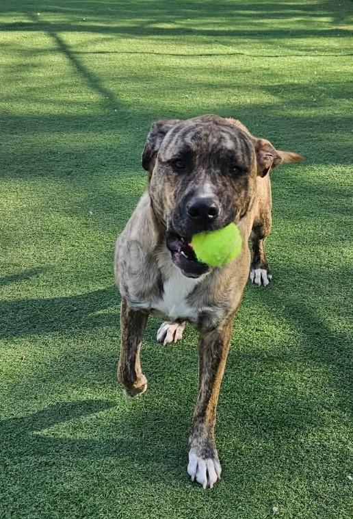 Max, ADOPTABLE, Adult Male Pit Bull Terrier.