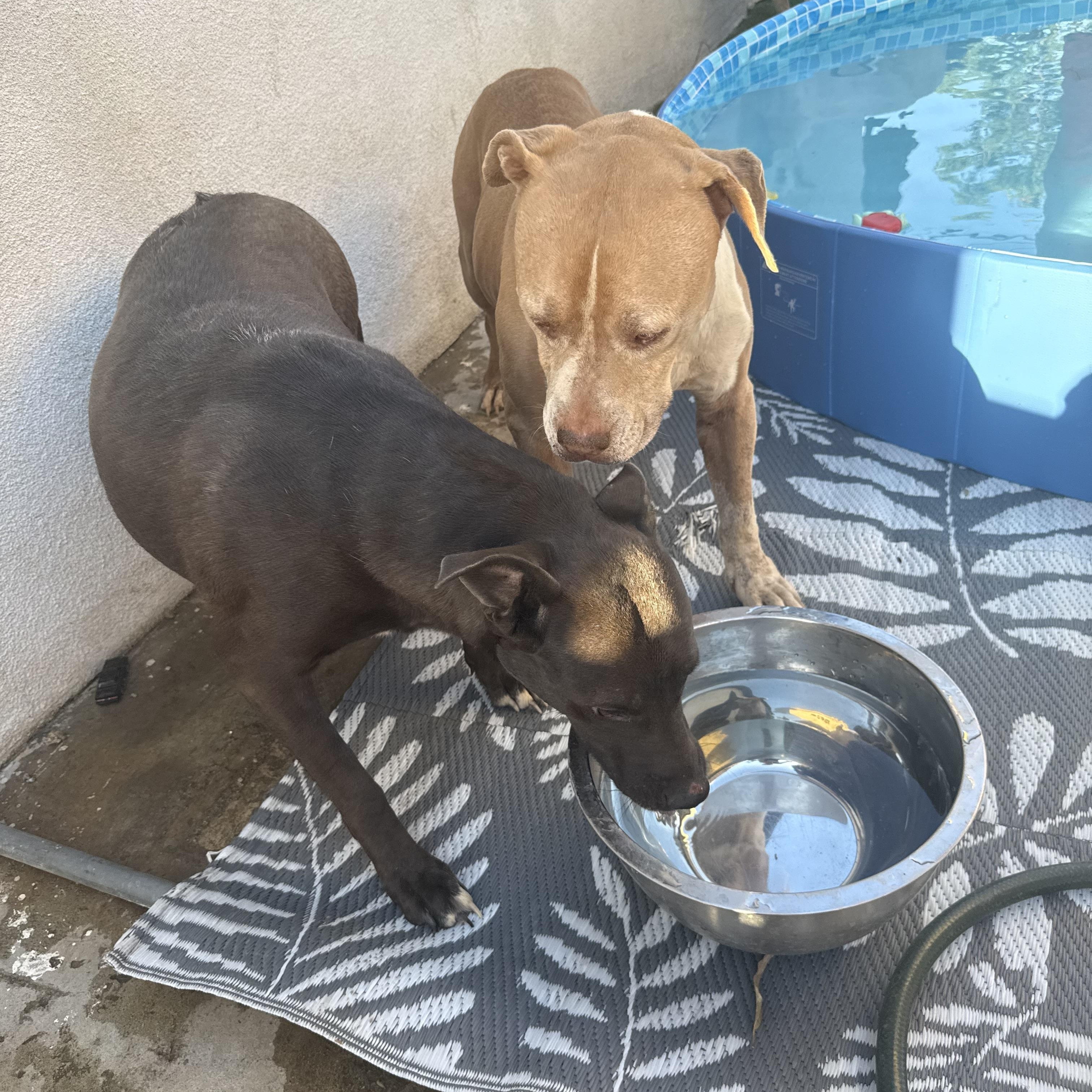 Enlarge ANGEL, a ADOPTABLE Pit Bull Terrier in Portland , OR image 5/5