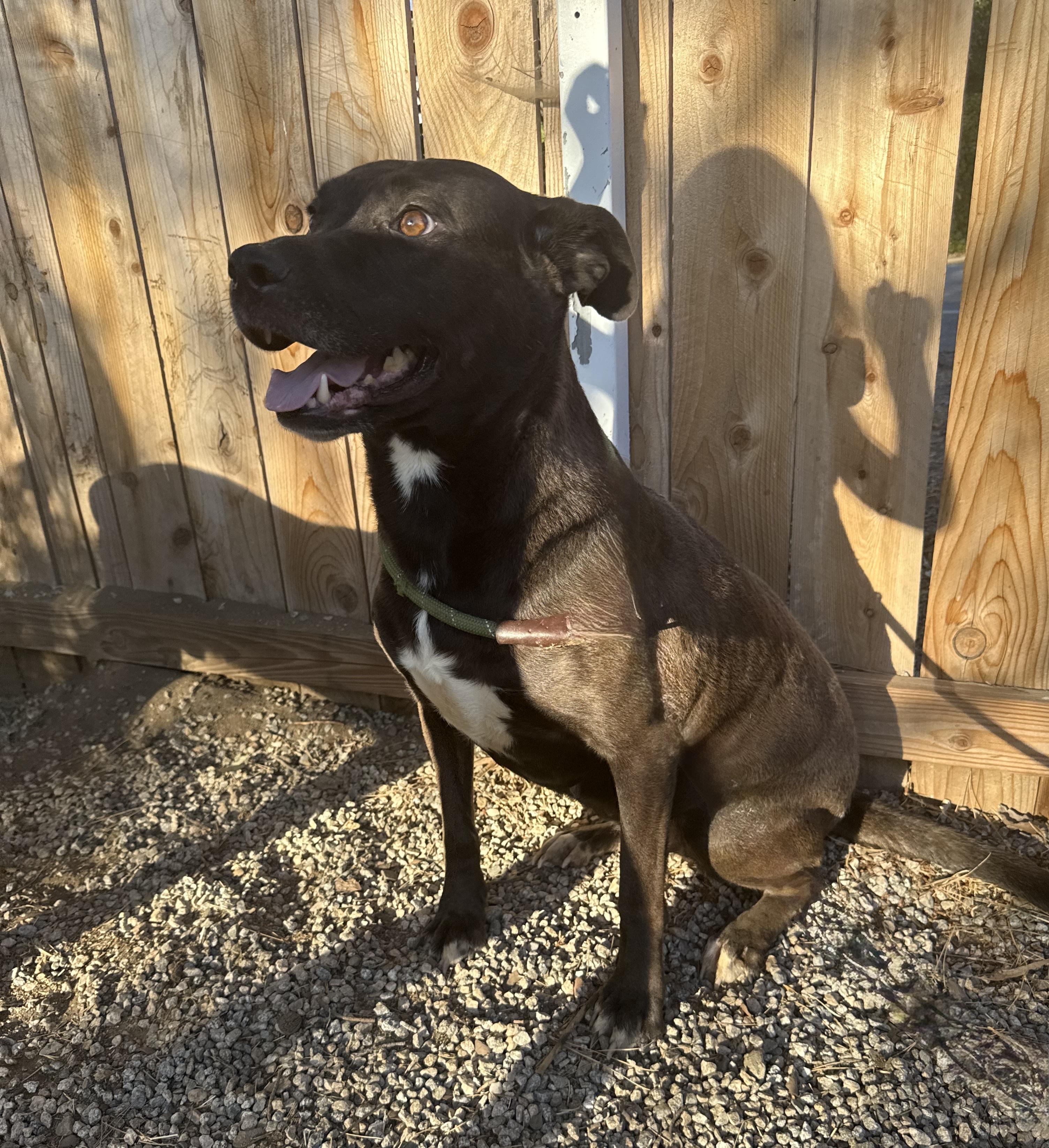Enlarge ANGEL, a ADOPTABLE Pit Bull Terrier in Portland , OR image 4/5